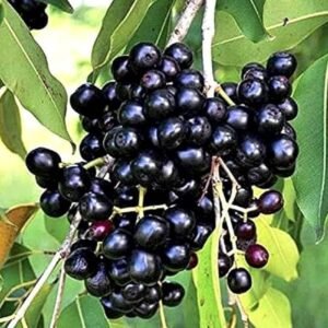 Jamun- black
