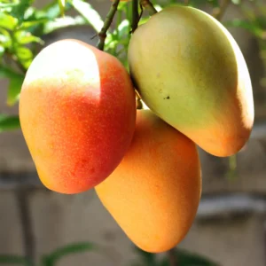 Amarpali Mango