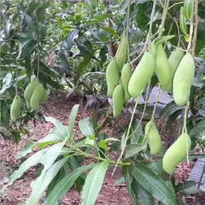 bnana Mango