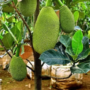 All time jack fruit